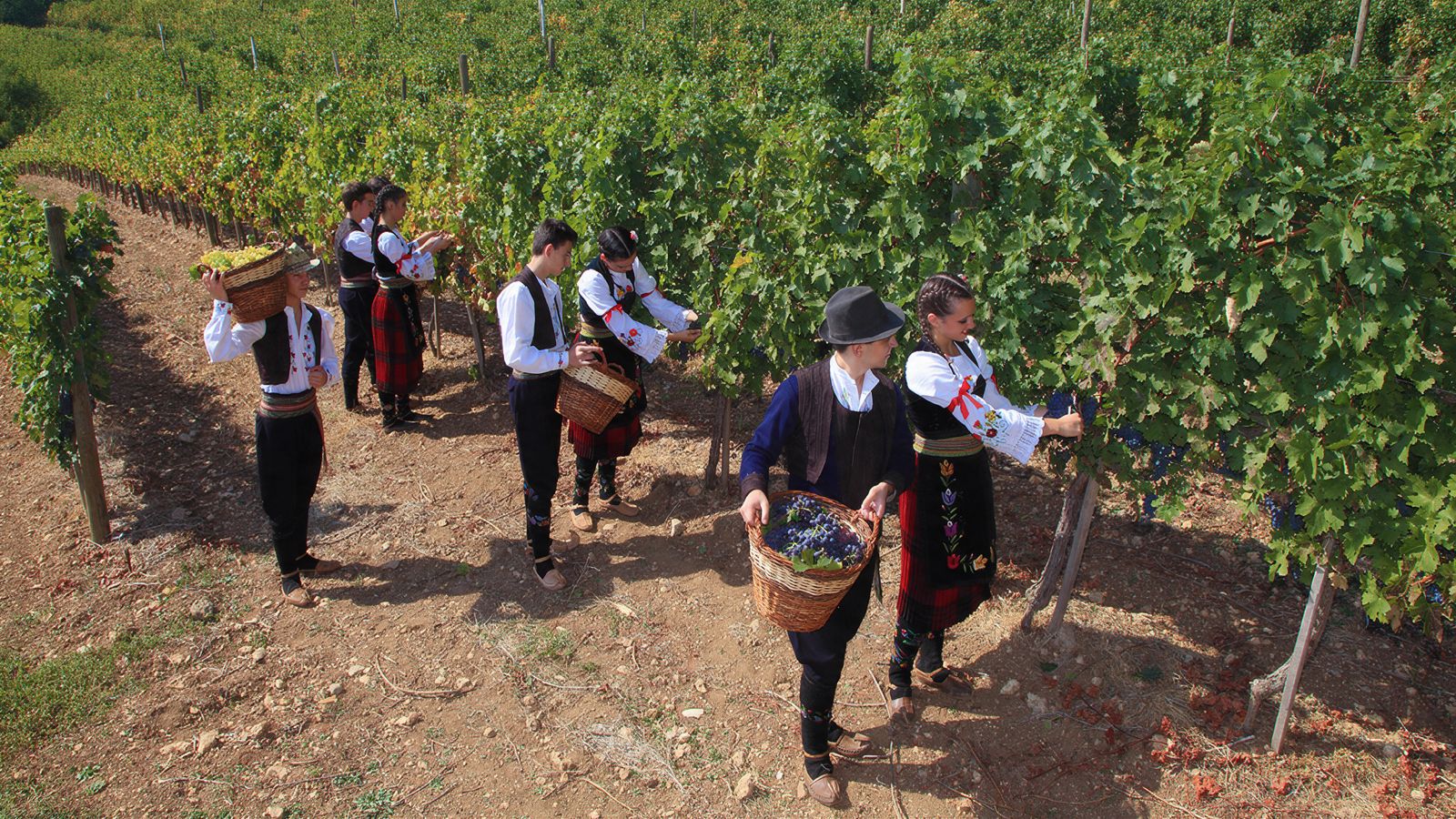 Traditional Serbian Grape Harvest during Oplenac Autumn Festival